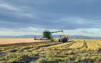 Sega de l’arròs al Delta de l’Ebre: una experiència única al Ribé